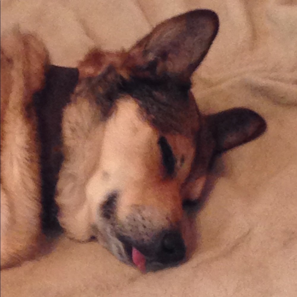 Smoke free*/ Old dog friendly home